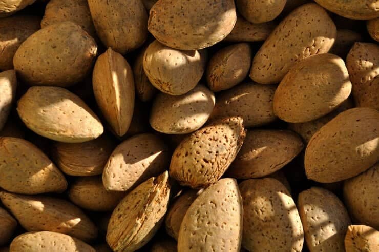 فروش بادام درختی سنگی + قیمت خرید به صرفه